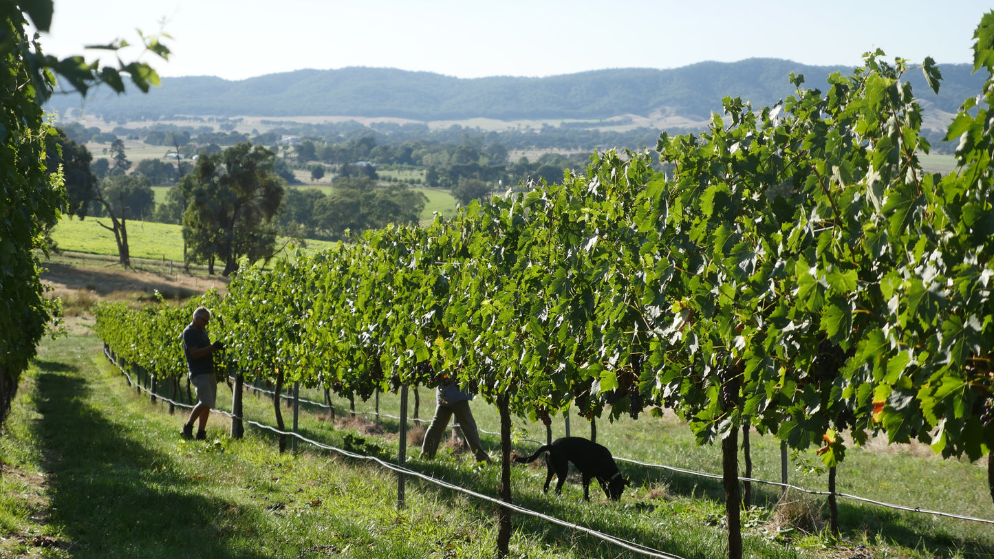Beechworth Vineyard